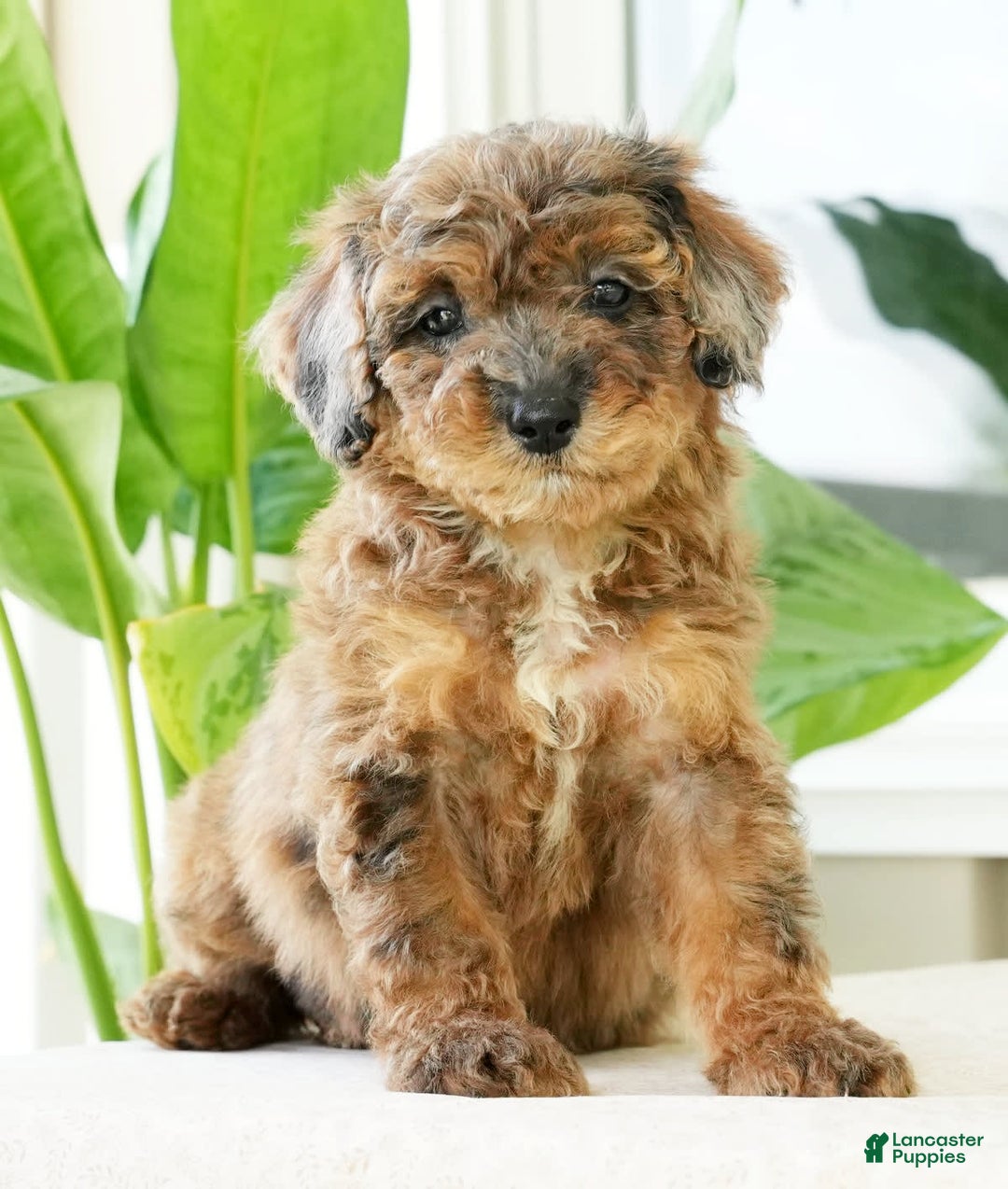 Miniature Poodle dogs for sale: Kylie - Image 6