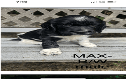 English Springer Spaniel dogs for sale: Max - Image 1