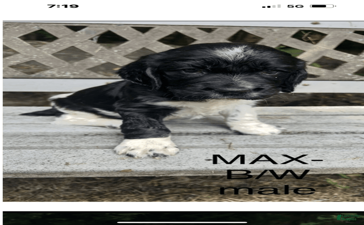 English Springer Spaniel dogs for sale - Ad 1