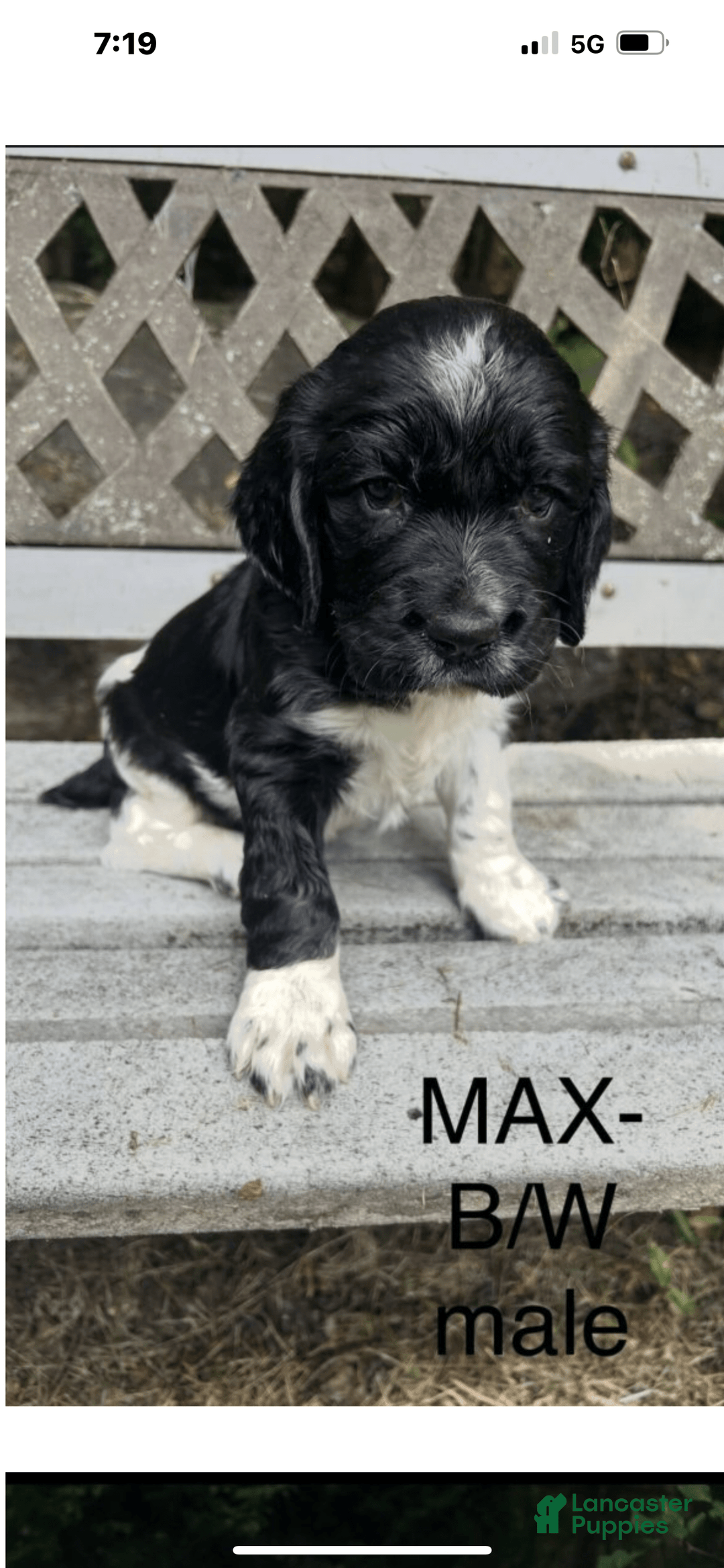 English Springer Spaniel dogs for sale: Max - Image 1