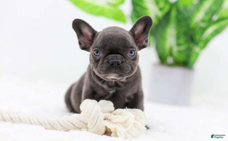 French Bulldog dogs for sale - Ad 4