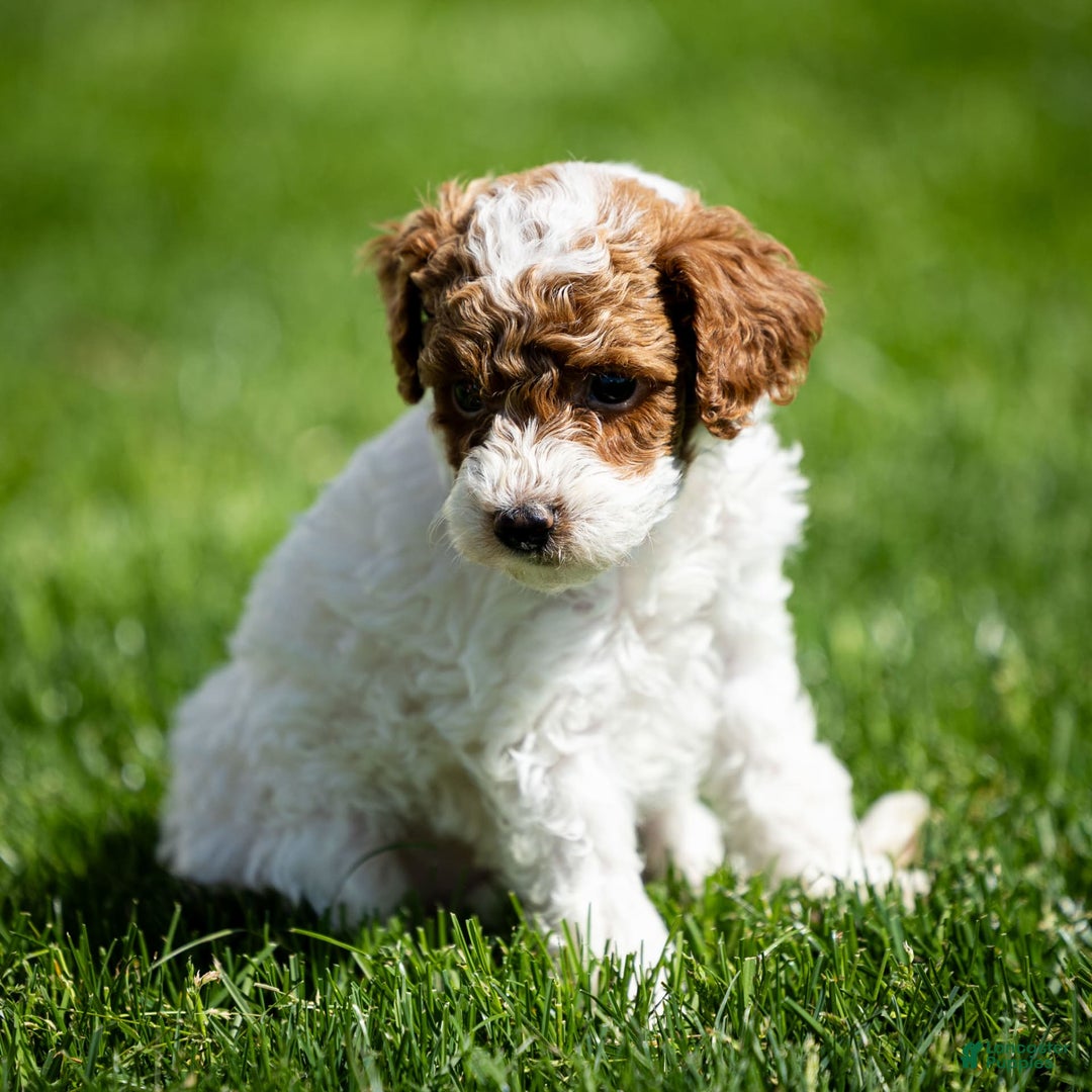 Toy Poodle dogs for sale: Rusty Scout - Image 4