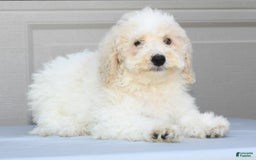Maltipoo dogs for sale: Riley - Image 3