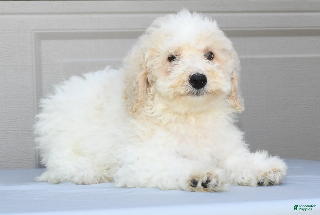 Maltipoo dogs for sale: Riley - Image 3