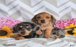 Miniature Dachshund dogs for sale: Rainey - Image 5