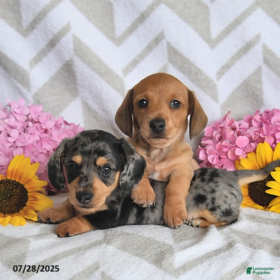Miniature Dachshund dogs for sale: Rainey - Image 5