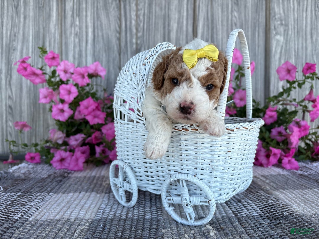Mini Goldendoodle dogs for sale: Debbie - Image 7