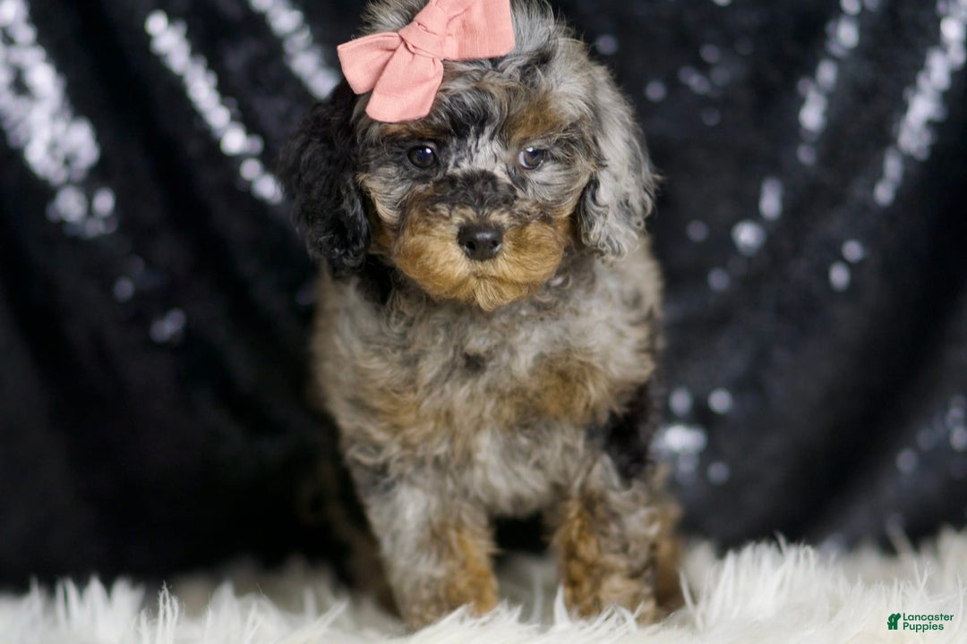 Miniature Poodle dogs for sale: Sharon - Image 6