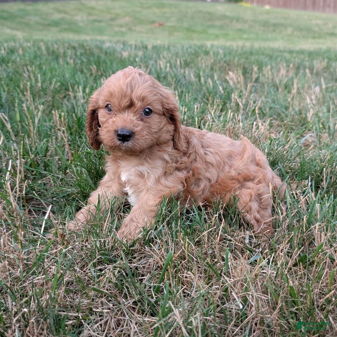 Cavapoo dogs for sale: Axel - Image 19