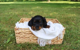 Miniature Dachshund dogs for sale: Milo - Image 4