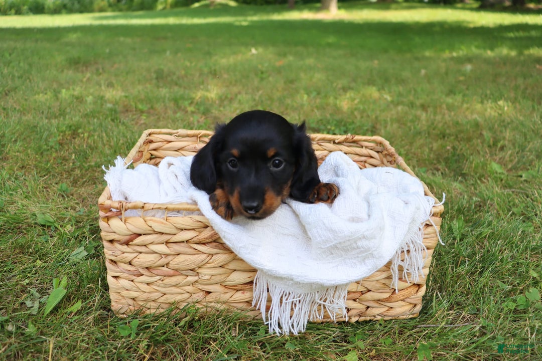 Miniature Dachshund dogs for sale: Milo - Image 4