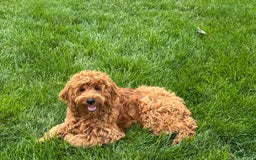 Cockapoo dogs for sale: Manny - Image 7