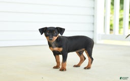 Miniature Pinscher dogs for sale: Nutella - Image 1