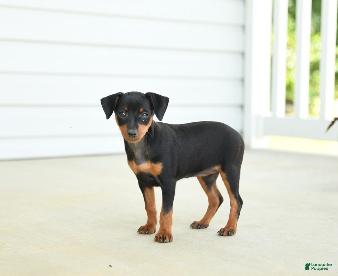 Miniature Pinscher dogs for sale: Nutella - Image 1