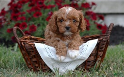 Cavapoo dogs for sale: Toby - Image 1