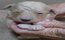 Toy Poodle dogs for sale: Chiki - Image 10