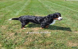Mini Bernedoodle dogs for sale: Clara - Image 9