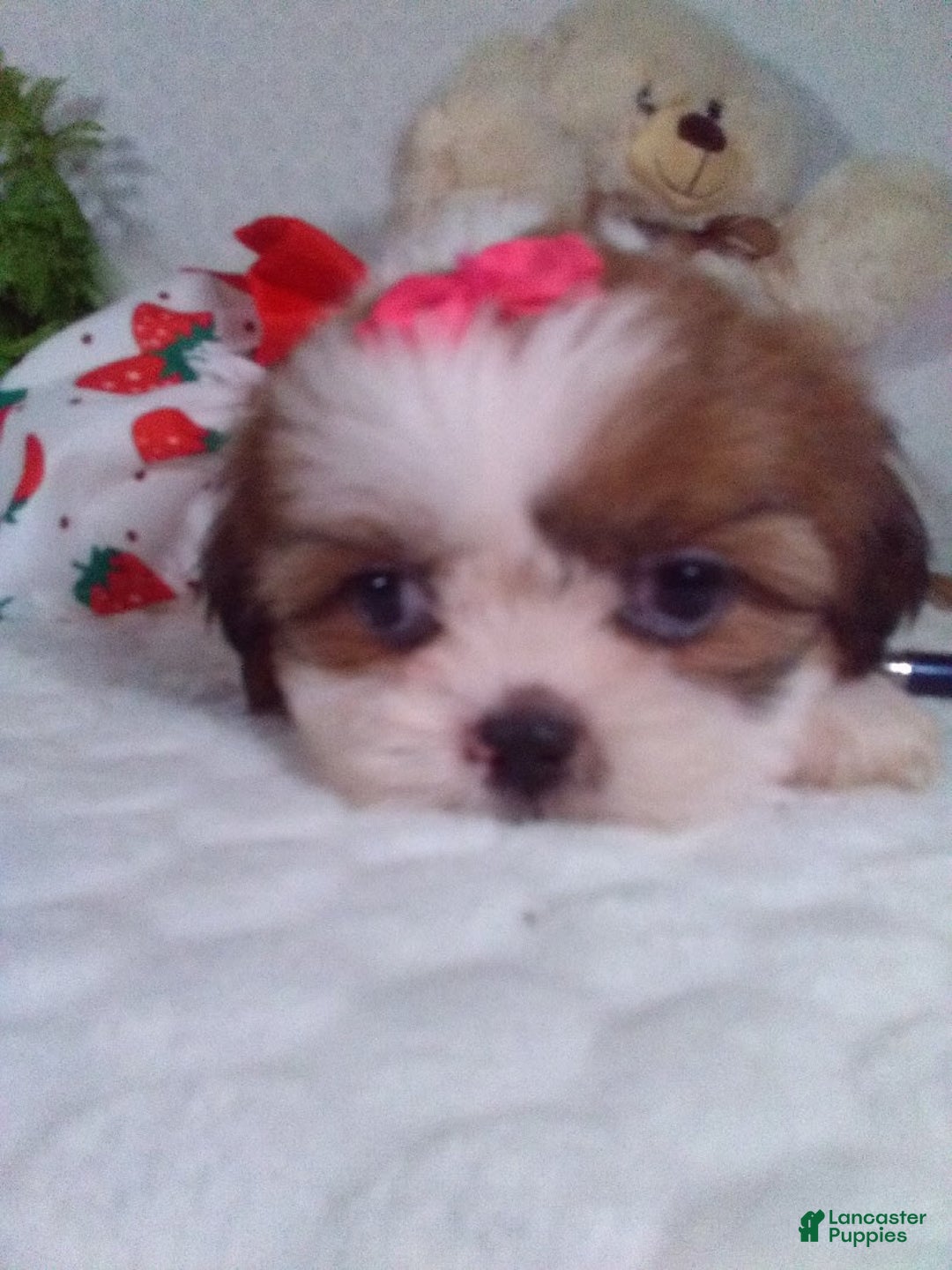 Shih Tzu dogs for sale: Baby - Image 5