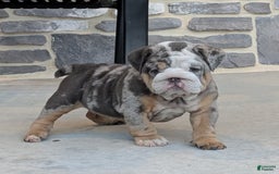 English Bulldog dogs for sale: Lexi - Image 4