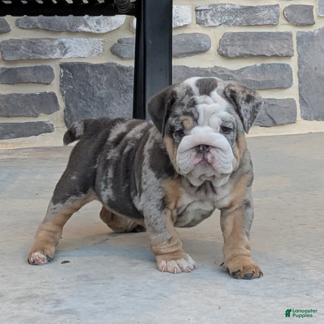 English Bulldog dogs for sale: Lexi - Image 4