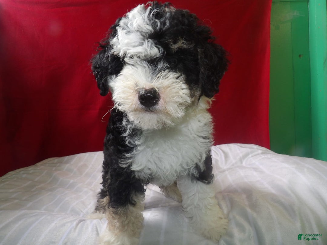 Bernedoodle dogs for sale: Daisy - Image 3