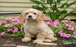 Cocker Spaniel dogs for sale: Archie - Image 3
