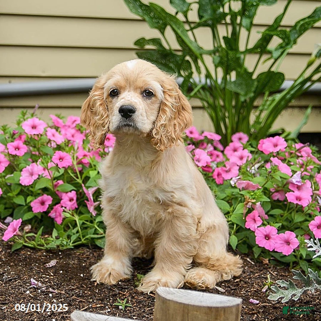 Cocker Spaniel dogs for sale: Archie - Image 3