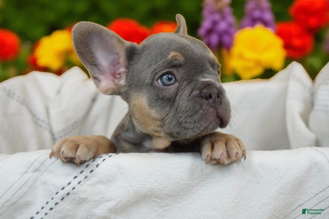 French Bulldog dogs for sale: River - Image 5