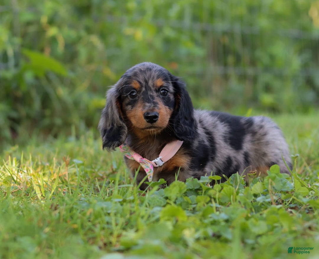 Miniature Dachshund dogs for sale: Sophie - Image 5