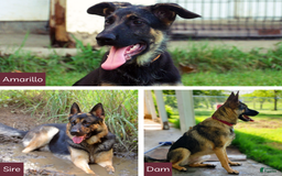 German Shepherd dogs for sale: Amarillo - Image 10