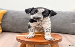 Dalmatian dogs for sale: Minnie - Image 3