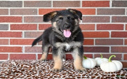 German Shepherd dogs for sale: Austin - Image 4