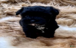 Miniature Schnauzer dogs for sale: Hawkeye - Image 2
