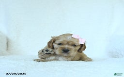 Cocker Spaniel dogs for sale: Scarlett - Image 2