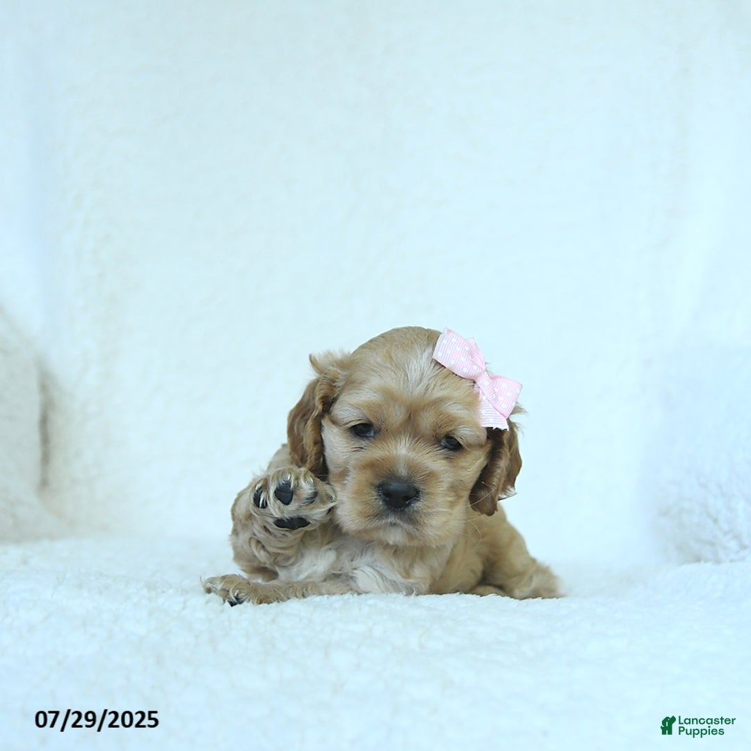 Cocker Spaniel dogs for sale: Scarlett - Image 2