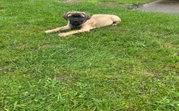 Cane Corso dogs for sale: Mandisa - Image 17