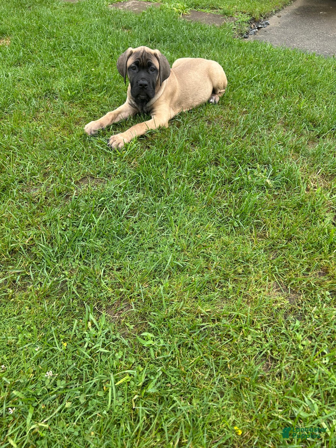 Cane Corso dogs for sale: Mandisa - Image 17