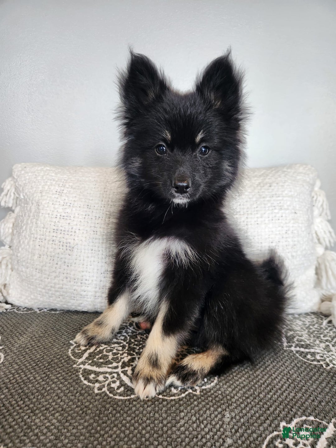 Pomsky dogs for sale: Blossom - Image 7