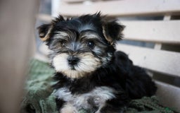 Morkie dogs for sale: Skipper - Image 20