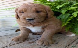 Goldendoodle dogs for sale: Ben - Image 16