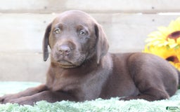 Labrador Retriever dogs for sale: Buster - Image 7