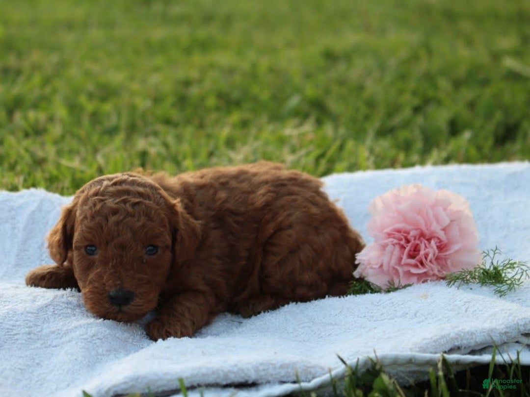 Miniature Poodle dogs for sale: Aleah - Image 8