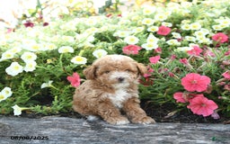 Havapoo dogs for sale: Havapoo 5 puppies - Image 9