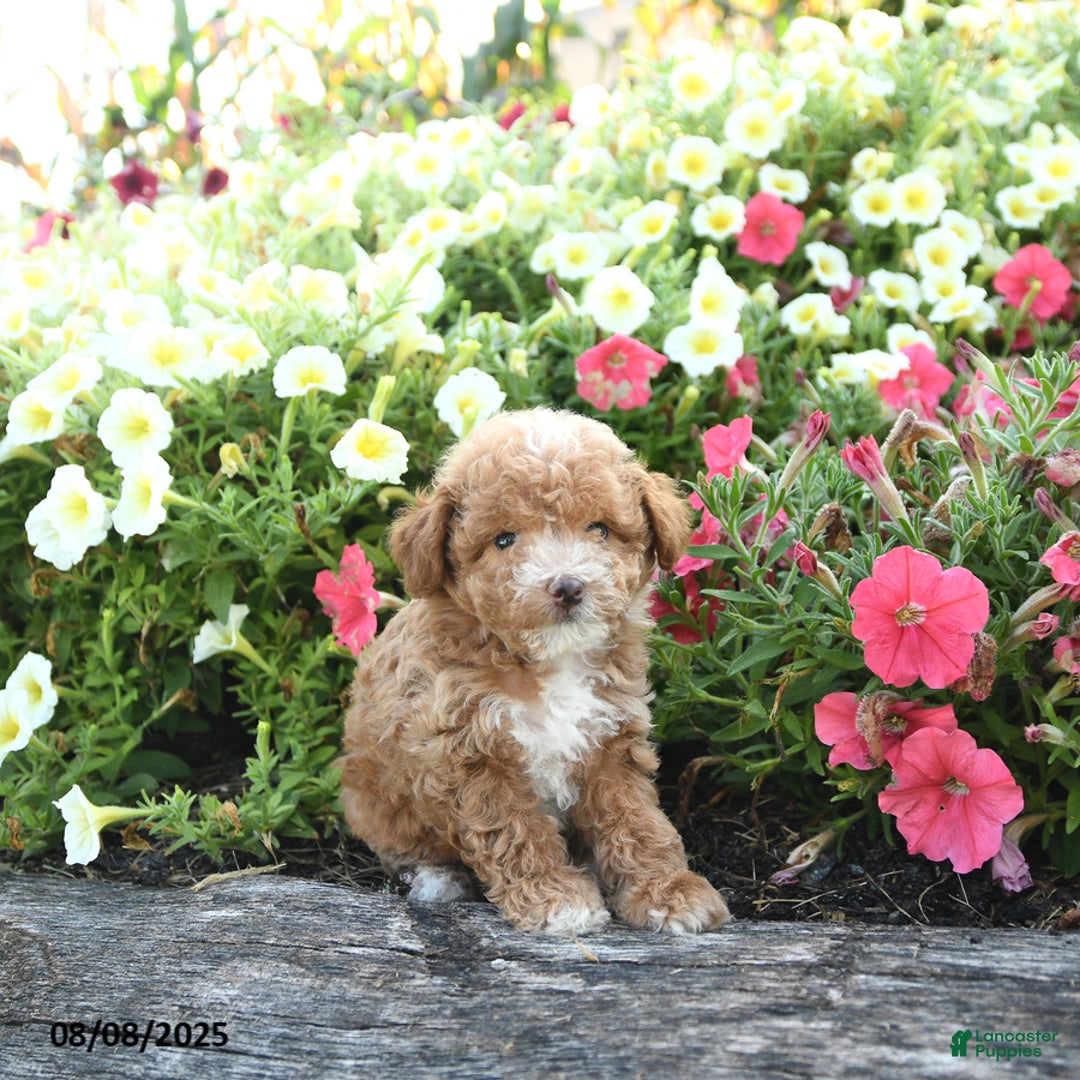 Havapoo dogs for sale: Havapoo 5 puppies - Image 9