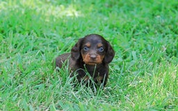 Dachshund dogs for sale: Akc Dixie - Image 3