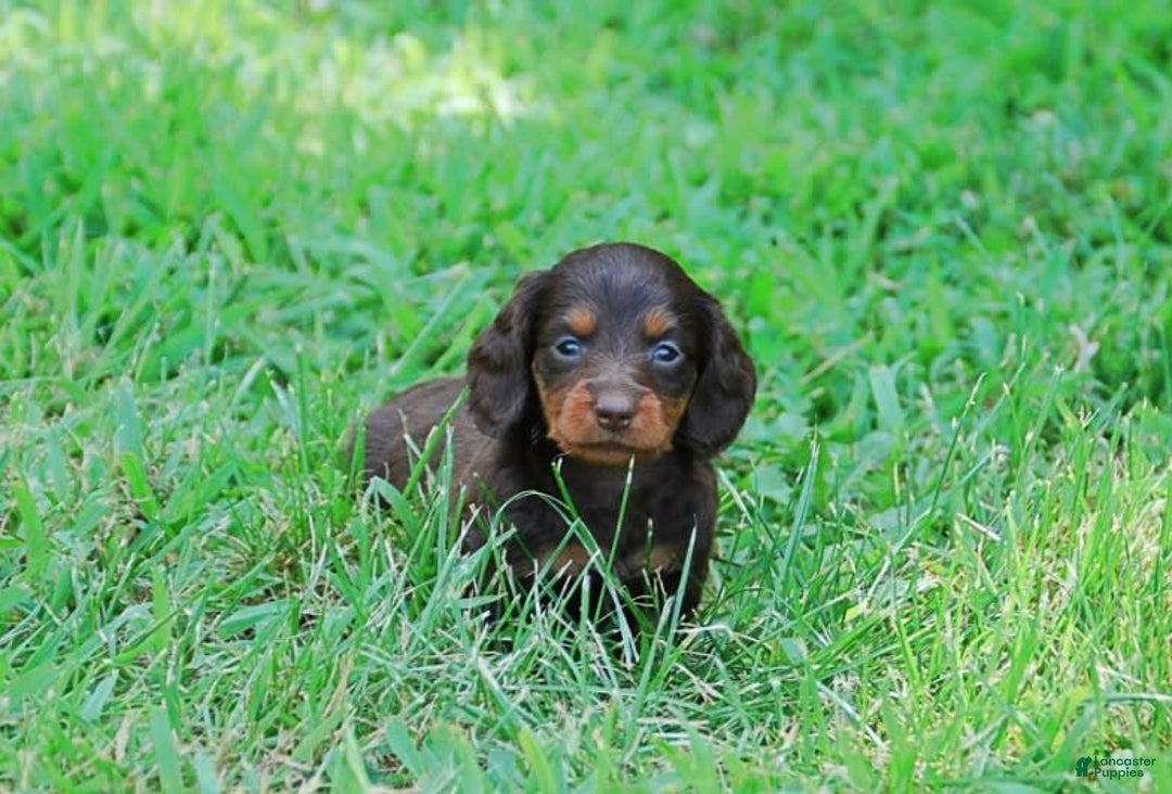 Dachshund dogs for sale: Akc Dixie - Image 3