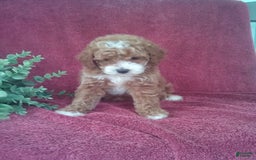 Mini Goldendoodle dogs for sale: Eva - Image 2