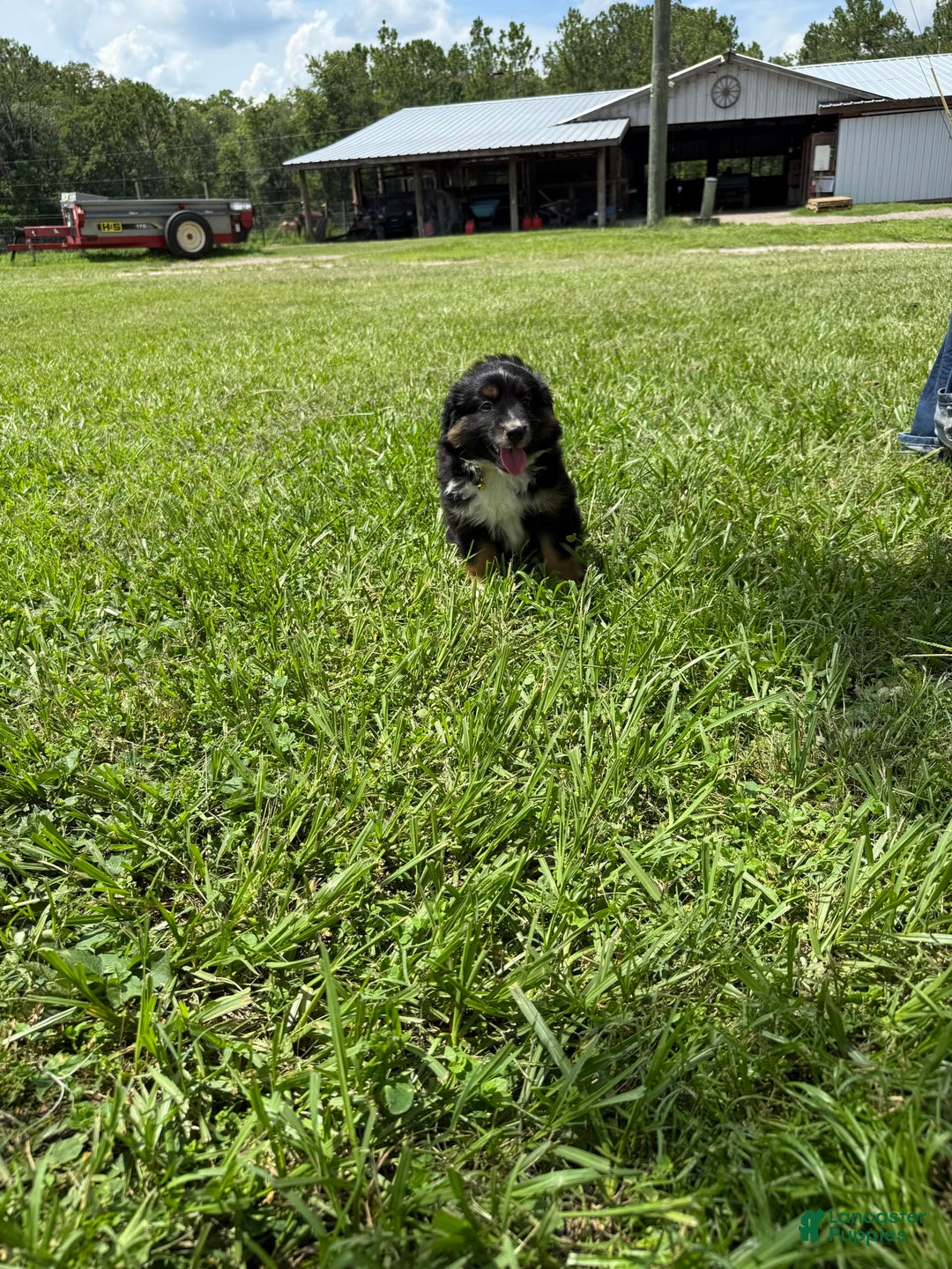  dogs for sale: Toy Australian Shepherd 2 puppies - Image 15