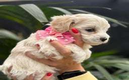 Maltipoo dogs for sale: Sally - Image 3