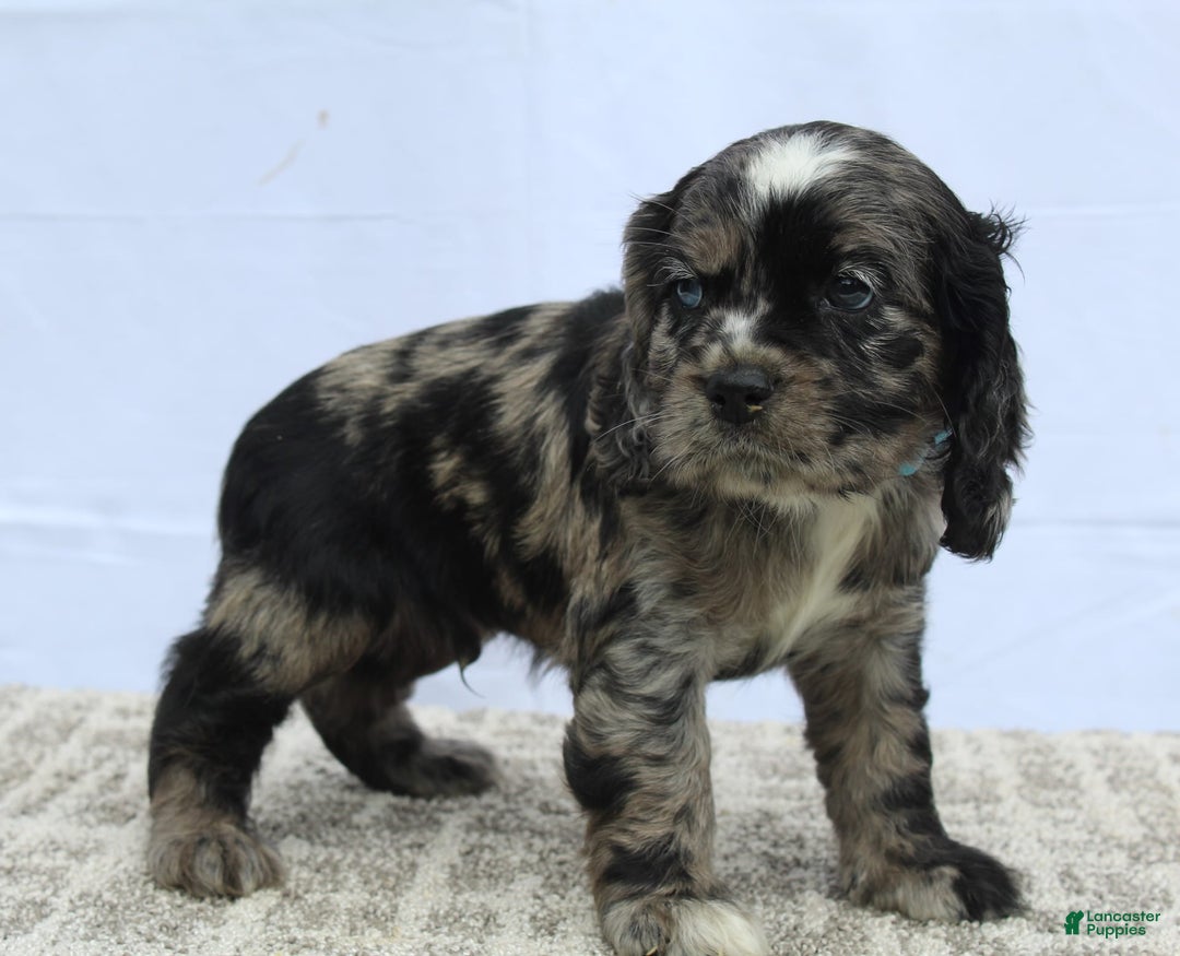 Cocker Spaniel dogs for sale: Reggie - Image 4
